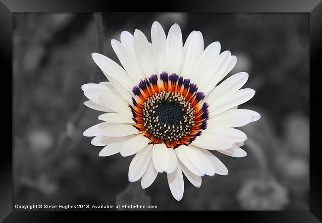 Daisy like flower isolated Framed Print by Steve Hughes