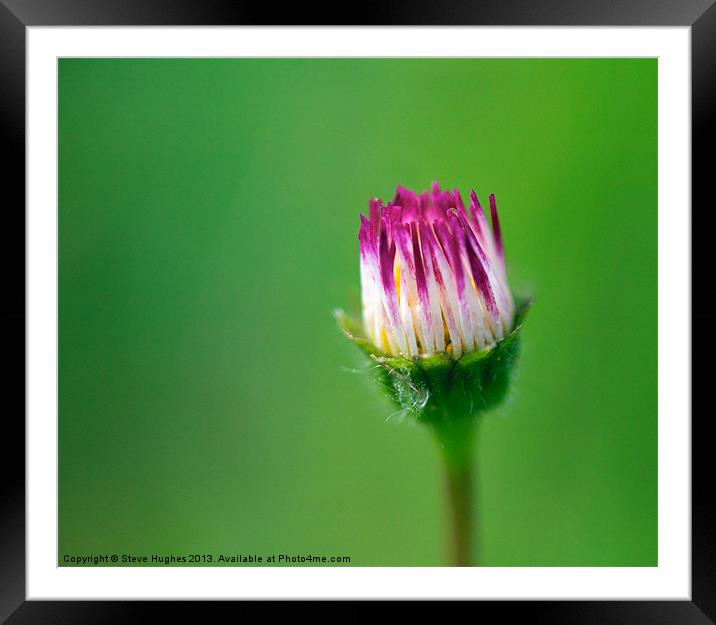 Daisy about to open Framed Mounted Print by Steve Hughes