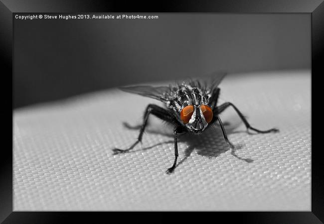 The Flesh Fly Framed Print by Steve Hughes