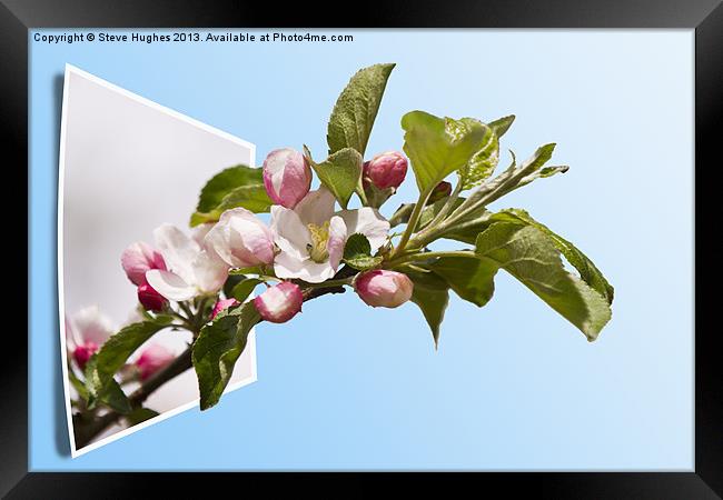 Apple Blossom out of bounds Framed Print by Steve Hughes