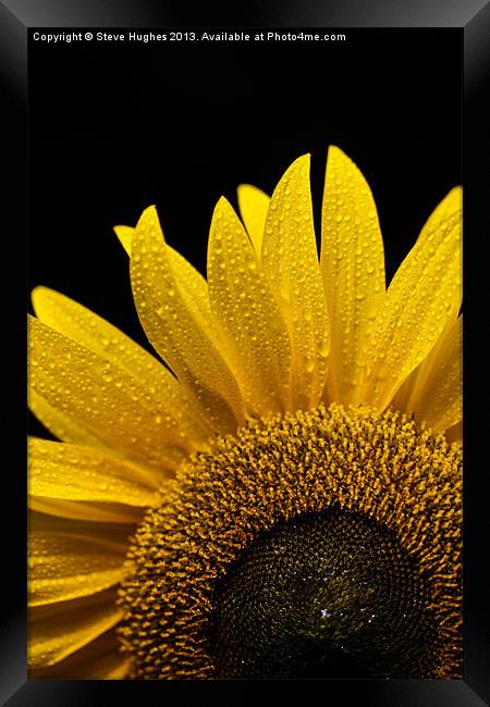 Sunflower after the rain Framed Print by Steve Hughes