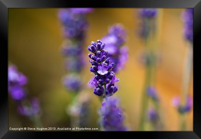 Purple Lavender macro Framed Print by Steve Hughes
