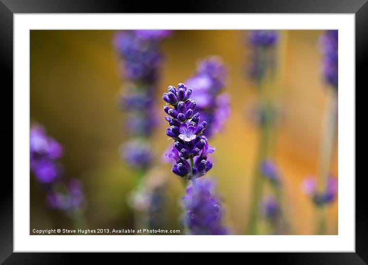 Purple Lavender macro Framed Mounted Print by Steve Hughes