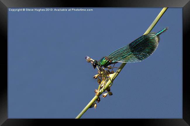 Male Blue Damselfly on a stem Framed Print by Steve Hughes