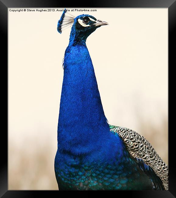 Proud Peacock Framed Print by Steve Hughes