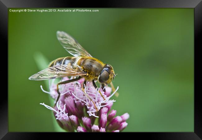Macro Bee collecting nectar Framed Print by Steve Hughes