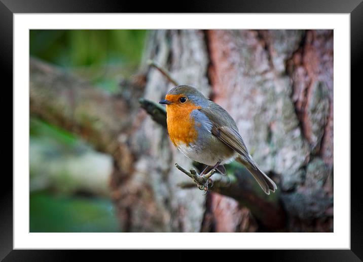 Erithacus rubecula resting Framed Mounted Print by Steve Hughes