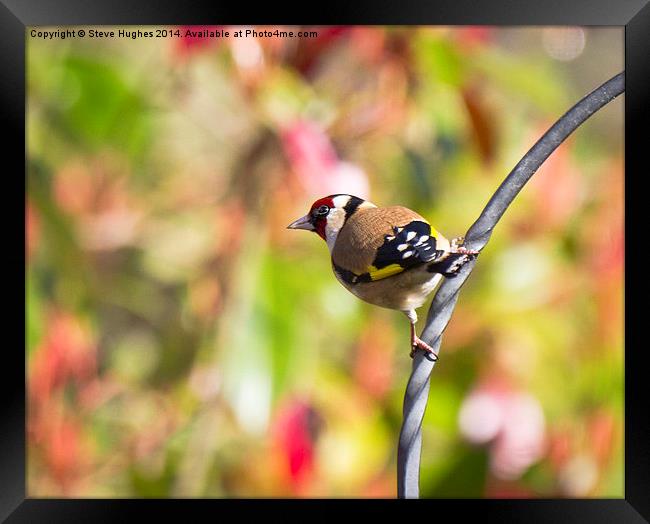 Perched Goldfinch (Carduelis carduelis) Framed Print by Steve Hughes