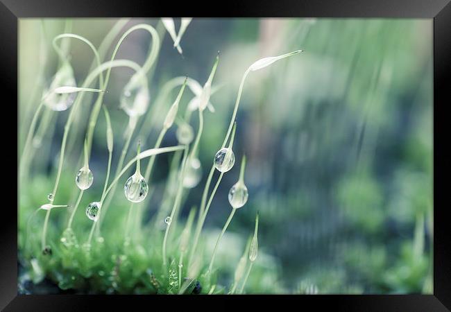 Moss with water droplets Framed Print by Steve Hughes