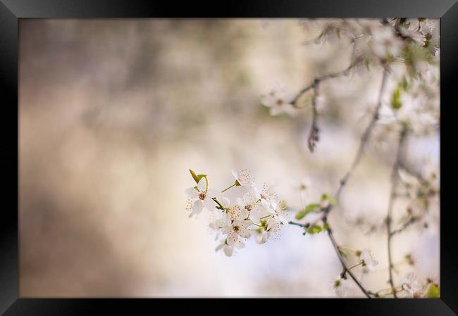 Dreamy Spring Blossom Framed Print by Steve Hughes