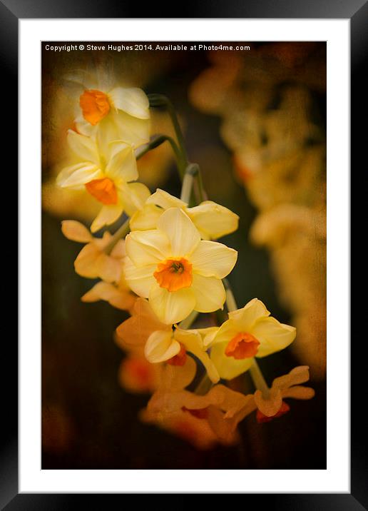 Narcissus orange tint Framed Mounted Print by Steve Hughes