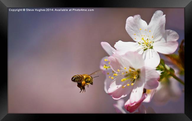 Bee in flight Framed Print by Steve Hughes