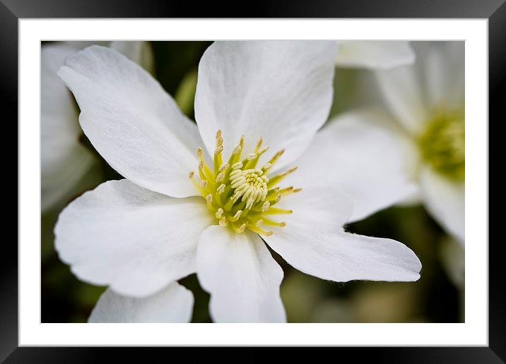 Clematis Marmoraria Framed Mounted Print by Steve Hughes