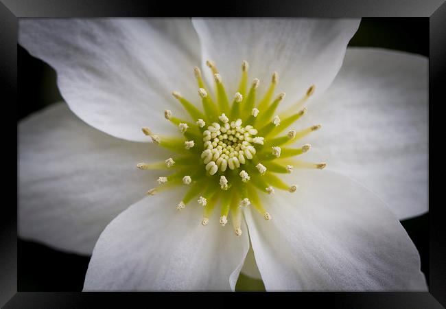 Centre of a Clematis Marmoraria flower Framed Print by Steve Hughes