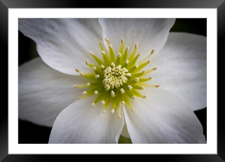 Centre of a Clematis Marmoraria flower Framed Mounted Print by Steve Hughes