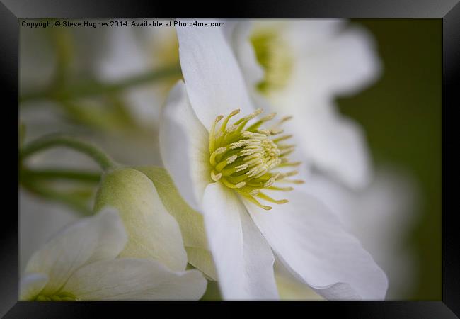 Clematis Marmoraria flowers Framed Print by Steve Hughes
