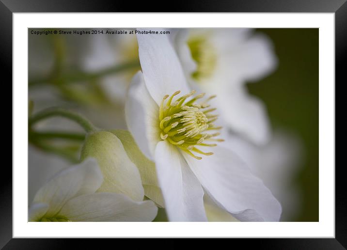 Clematis Marmoraria flowers Framed Mounted Print by Steve Hughes