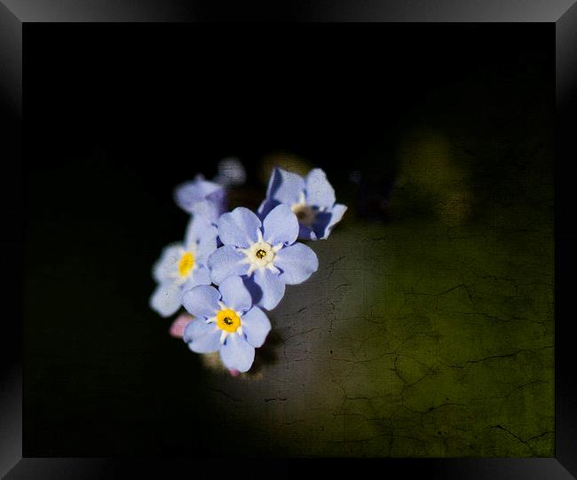 Forget-me-not with texture Framed Print by Steve Hughes
