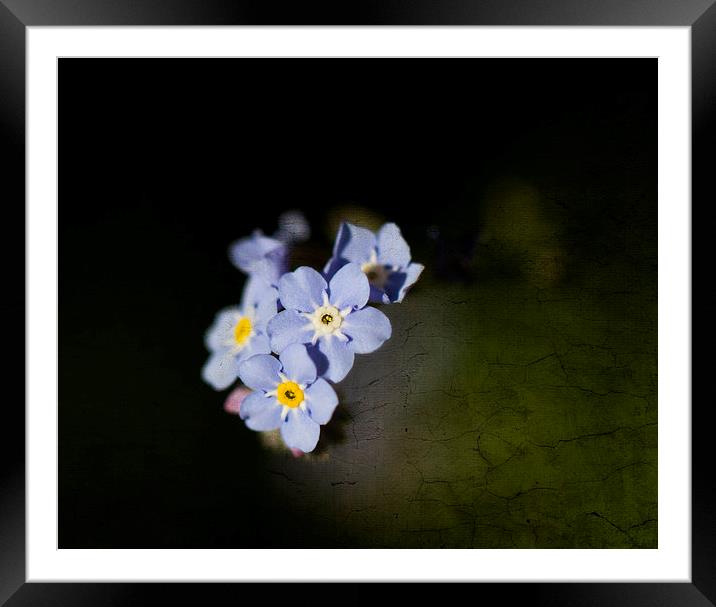 Forget-me-not with texture Framed Mounted Print by Steve Hughes