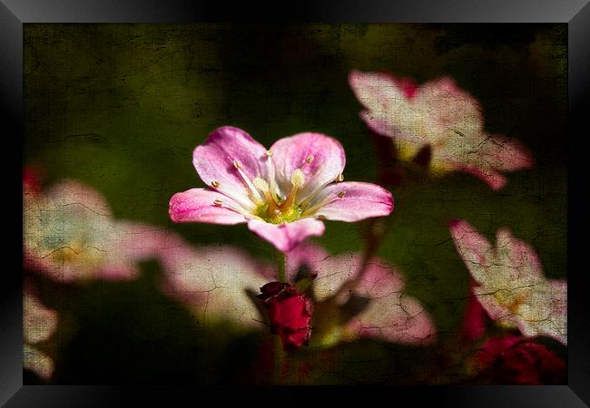 Tiny pink Saxifraga decipiens with texture Framed Print by Steve Hughes