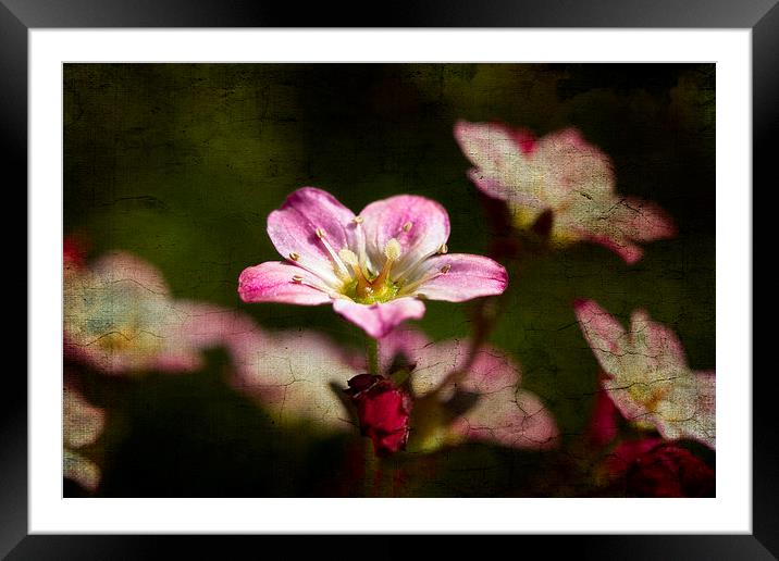Tiny pink Saxifraga decipiens with texture Framed Mounted Print by Steve Hughes
