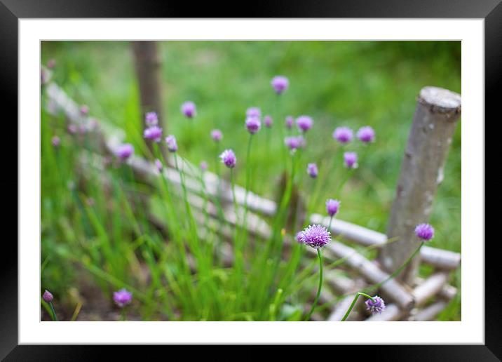 Chive flowers Framed Mounted Print by Steve Hughes