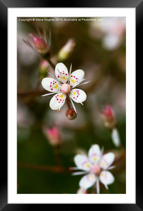 Saxifraga London Pride Framed Mounted Print by Steve Hughes