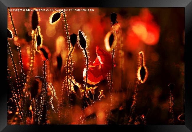 Warm textured Poppies Framed Print by Steve Hughes