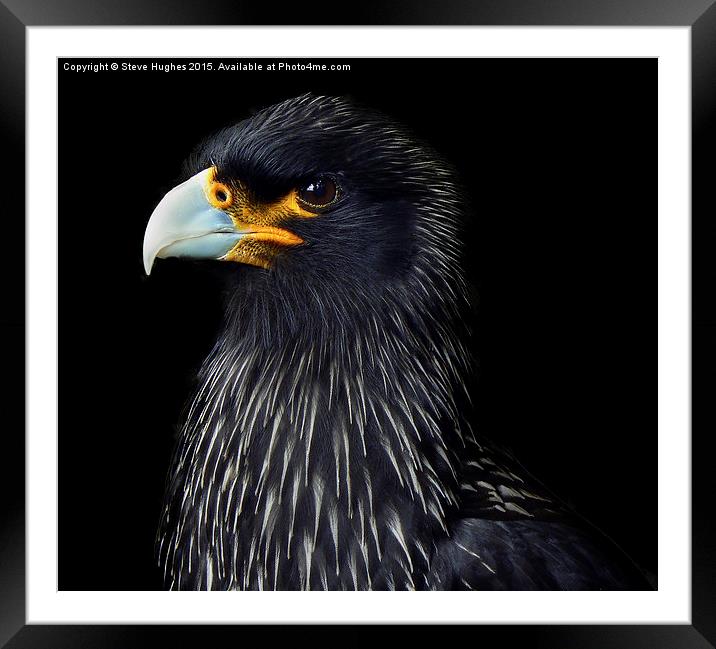  Striated Caracara Falcon Framed Mounted Print by Steve Hughes