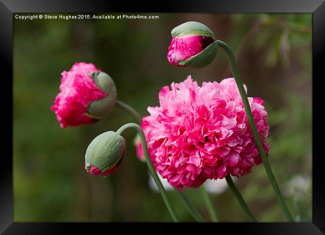  Double Poppy flowers Papaver Paeoniflorum Framed Print by Steve Hughes