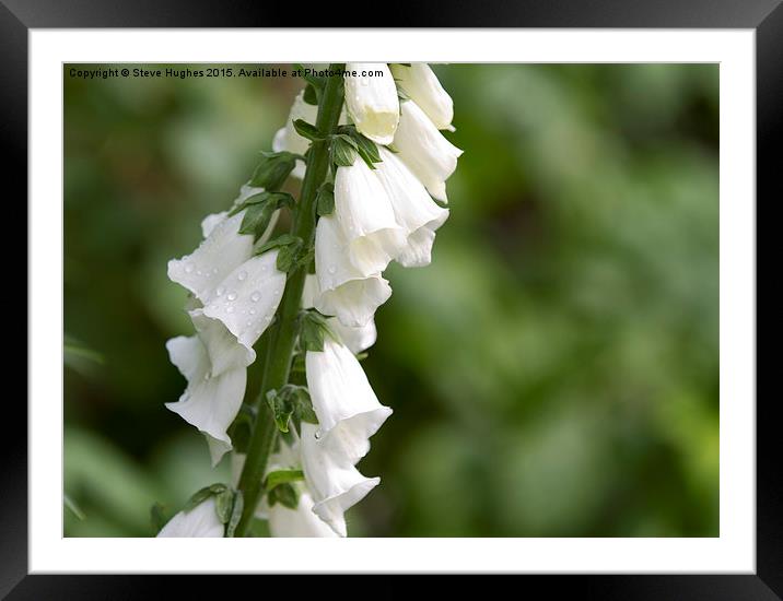 White Digitalis after the rains Framed Mounted Print by Steve Hughes