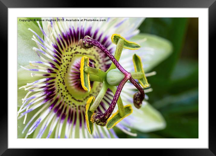 Passion Flower Macro Framed Mounted Print by Steve Hughes