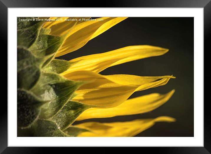  Sunflower petals Framed Mounted Print by Steve Hughes