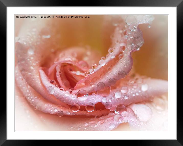  Water drops on a Rose flower Framed Mounted Print by Steve Hughes