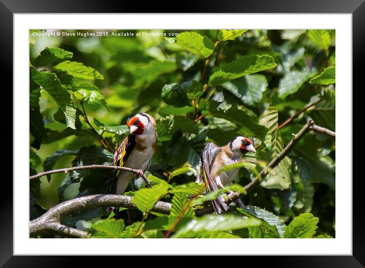  A pair of European Goldfinches Framed Mounted Print by Steve Hughes