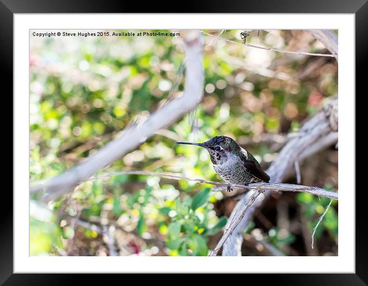  North American Hummingbird Framed Mounted Print by Steve Hughes