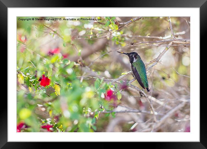  Tiny Hummingbird at rest Framed Mounted Print by Steve Hughes