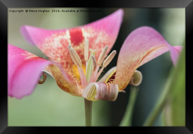 Tulip flower macro Framed Print by Steve Hughes