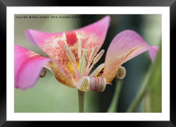 Tulip flower macro Framed Mounted Print by Steve Hughes