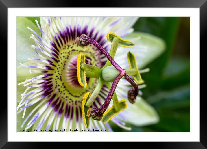 Passion flower macro Framed Mounted Print by Steve Hughes