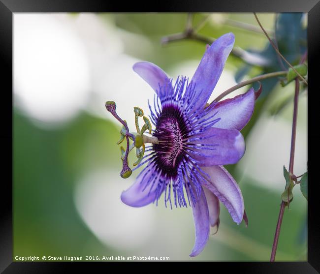 Purple Passiflora flower Framed Print by Steve Hughes