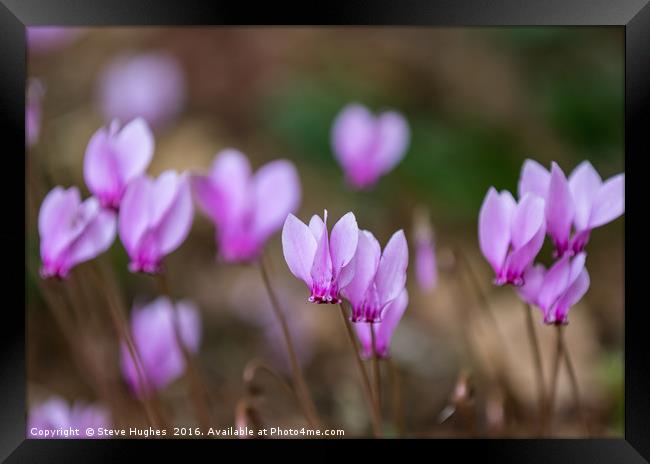 Tiny Pink Cyclamen Framed Print by Steve Hughes