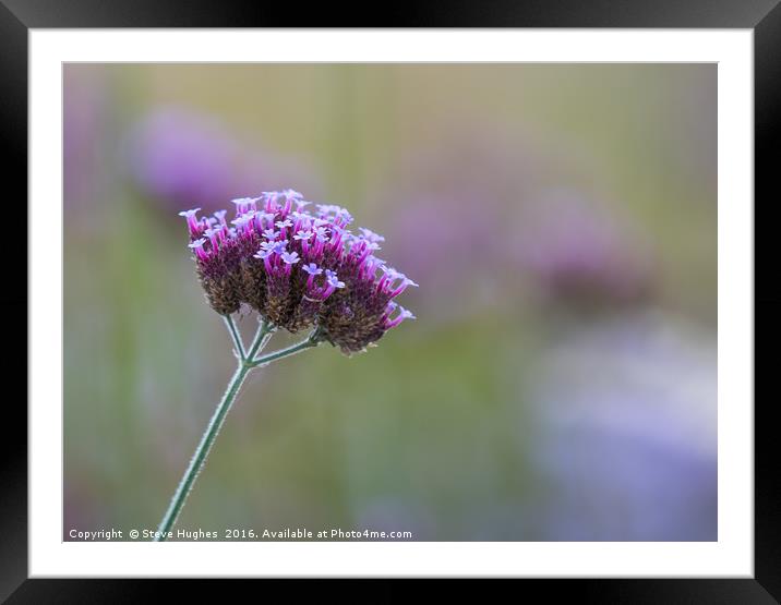 Tiny flowers of the Verbena flower Framed Mounted Print by Steve Hughes