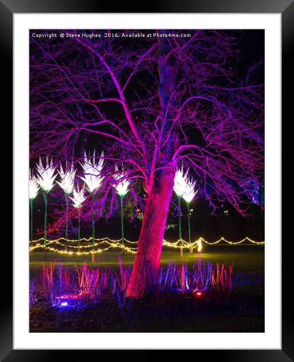 Purple tree at Christmas Glow at RHS Wisley Framed Mounted Print by Steve Hughes