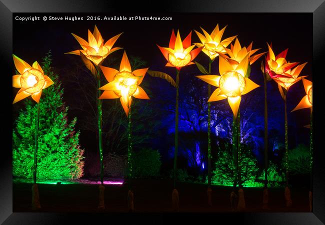 Giant Daffodils part of Christmas Glow at RHS Wisl Framed Print by Steve Hughes
