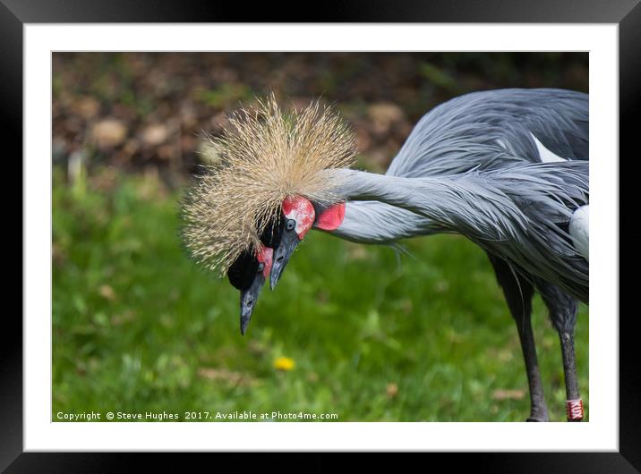 Pair of Grey Crested Cranes Framed Mounted Print by Steve Hughes