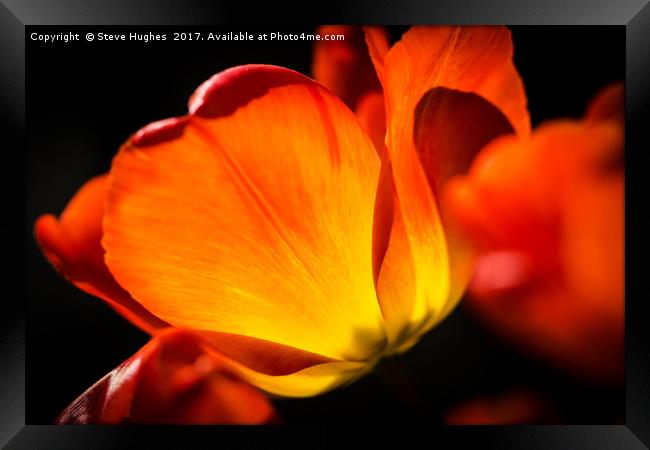 Warming colours of spring Framed Print by Steve Hughes