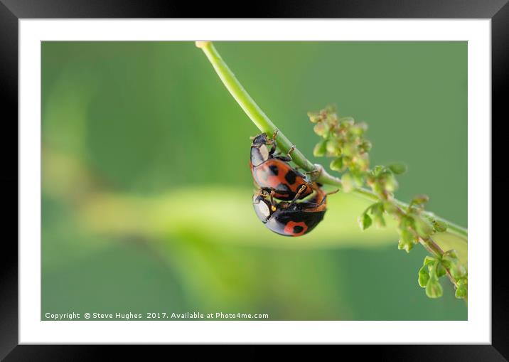 Love bugs Framed Mounted Print by Steve Hughes