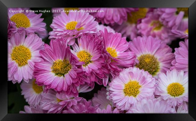 Pink Chrysanthemum flowers Framed Print by Steve Hughes