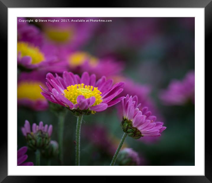 Purple Chrysanthemum flowers Framed Mounted Print by Steve Hughes